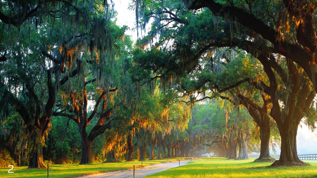 2 Boone Hall Avenue of Oaks